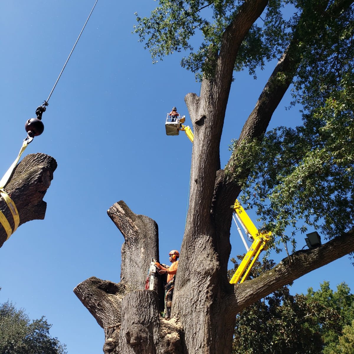 Top 10 Best Tree Removal Services in Raleigh NC Angie's List