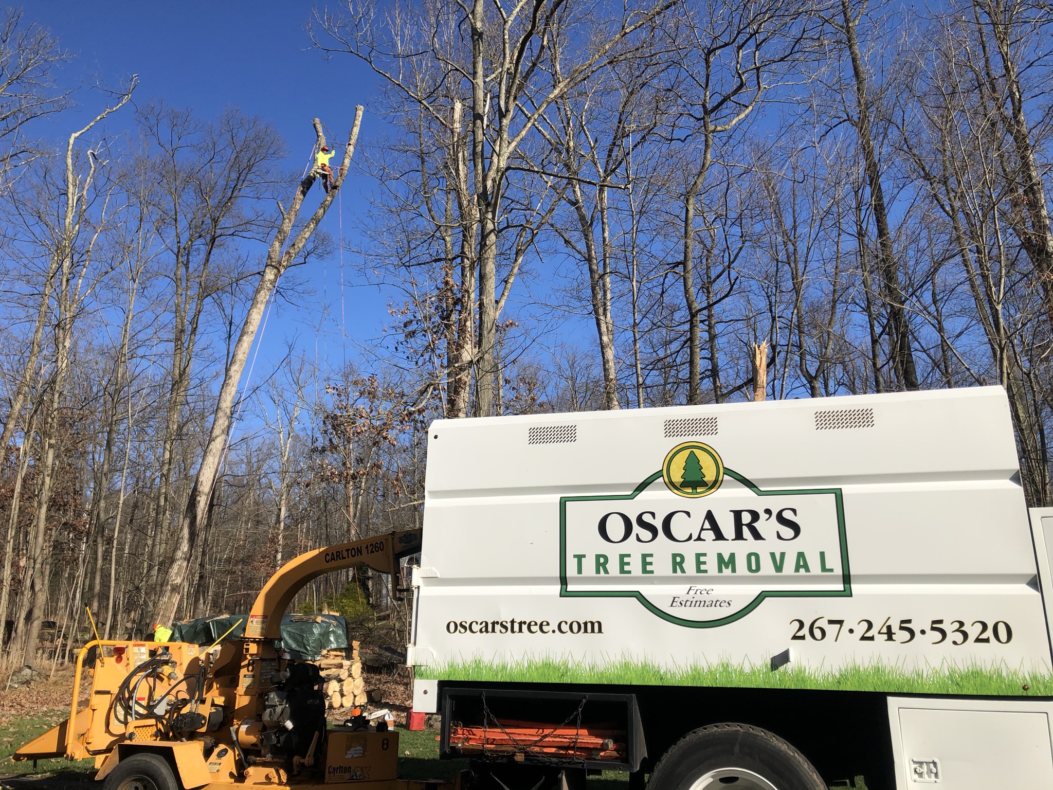 Top 10 Best Tree Removal Services in Warminster PA Angie's List