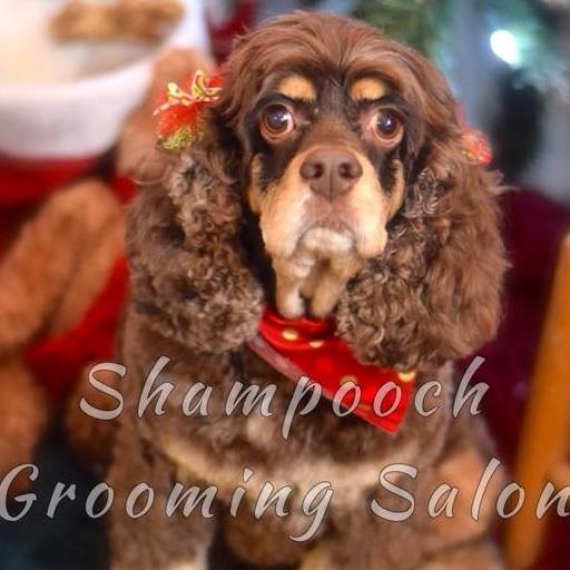 shampooch grooming