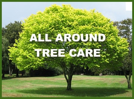 All Around Tree Care Reviews Temple Tx Angie S List All Around Tree Care Reviews Temple