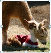 royal oaks cavalier king charles and doodles