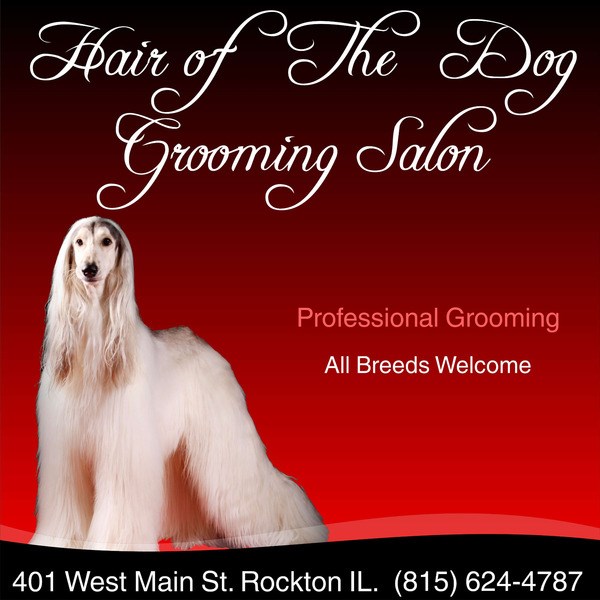 hair of the dog salon
