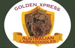 golden express labradoodle