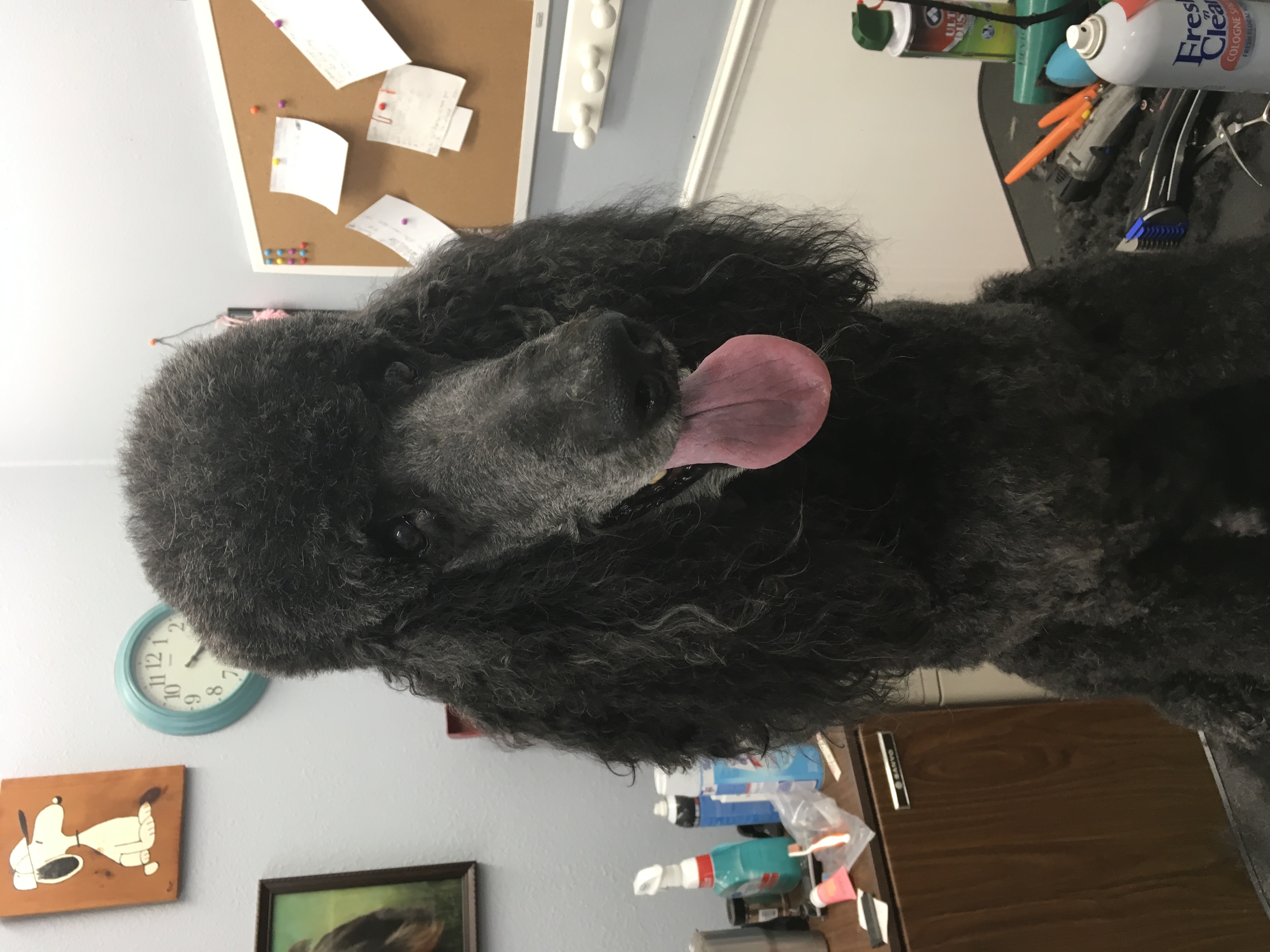 Top 2 Best Dog Groomers in Hot Springs Village AR Angie's List