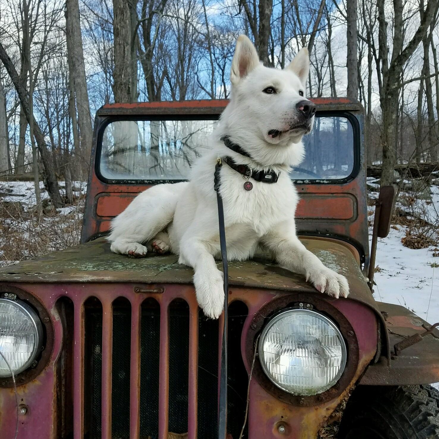 plainsview country kennels