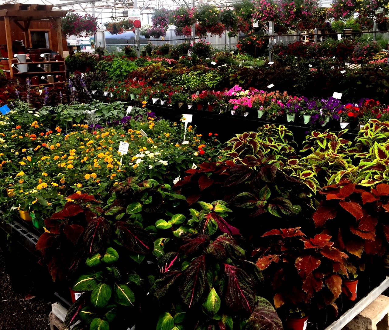 Top Best Nurseries In Topeka Ks Angie S List Top Best Nurseries In Topeka Ks Angie